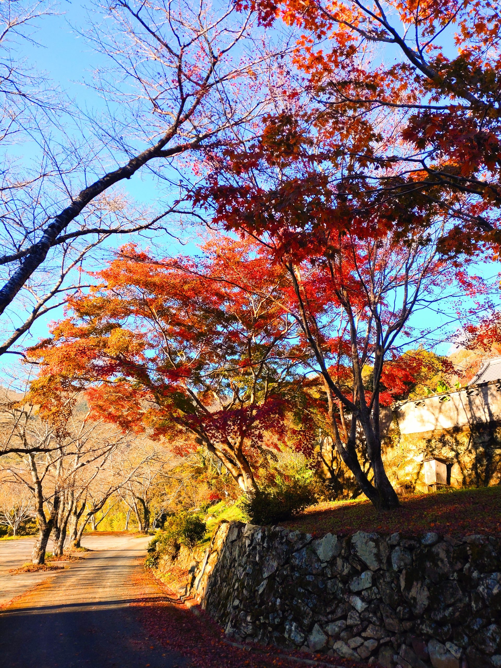 (恒例の)墓参りの旅。