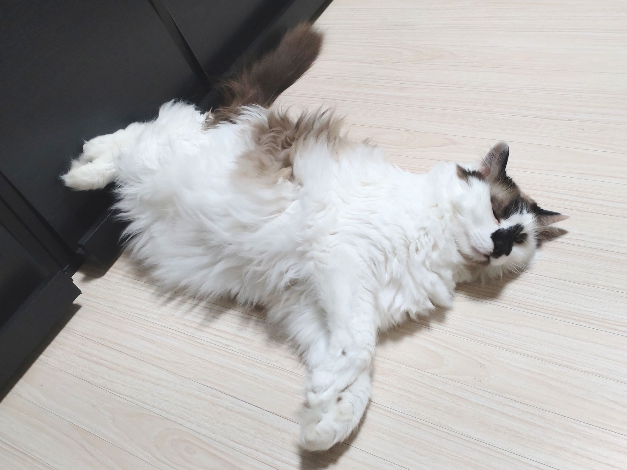 フーちゃんの手柄。