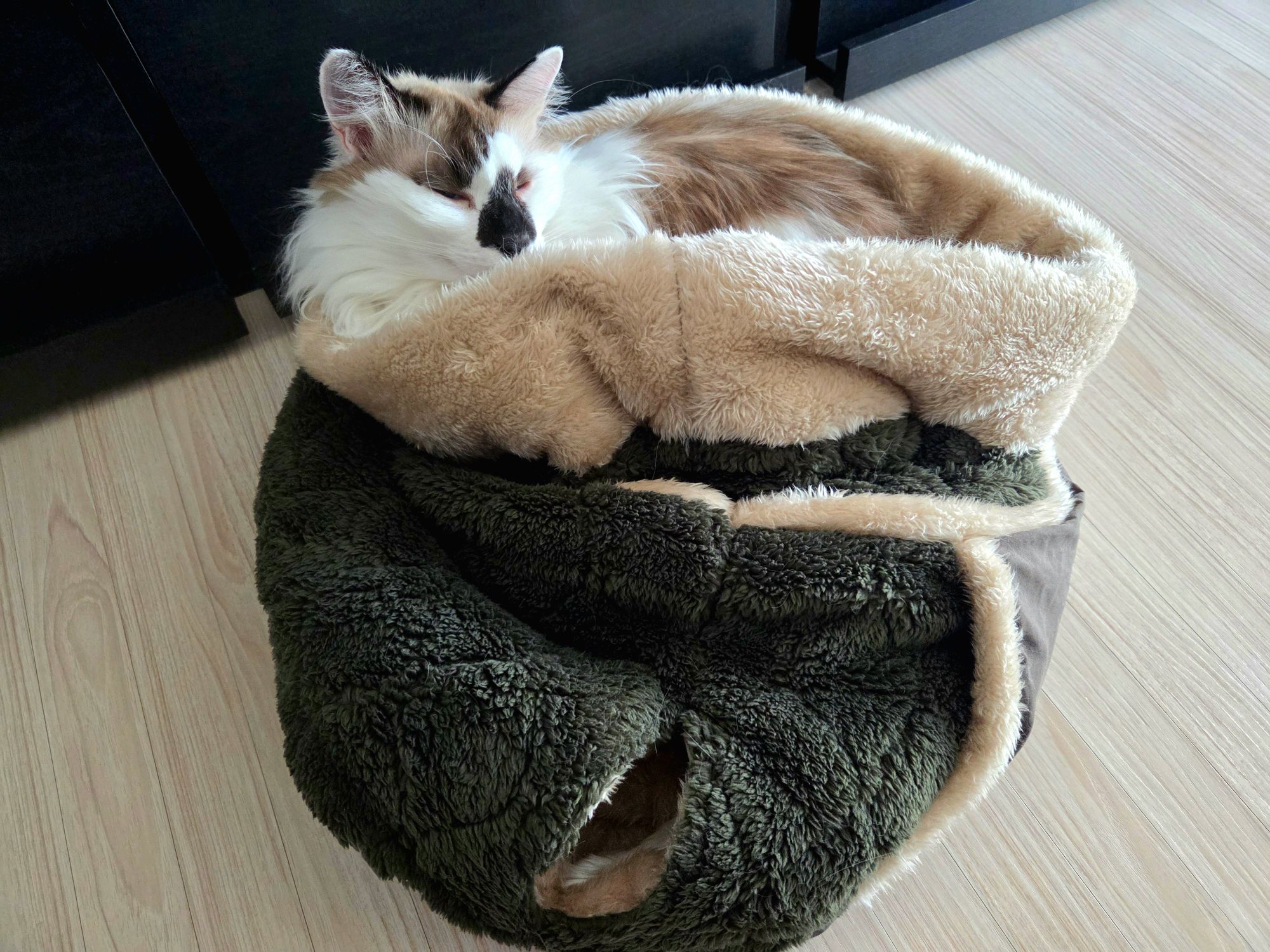 フーちゃんも冬支度です。